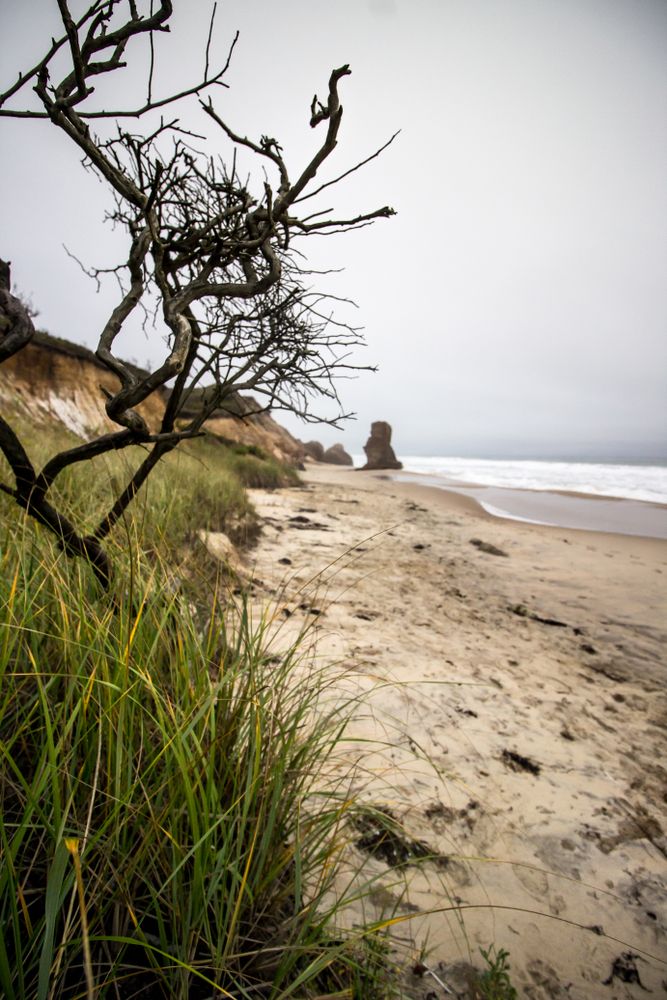 Plants at the Lucy Vincent Beach