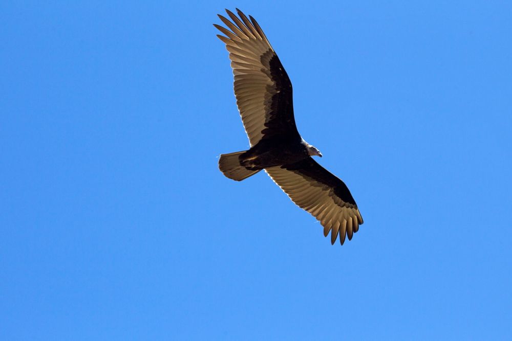 A vulture flying over Mesa Verde National Park