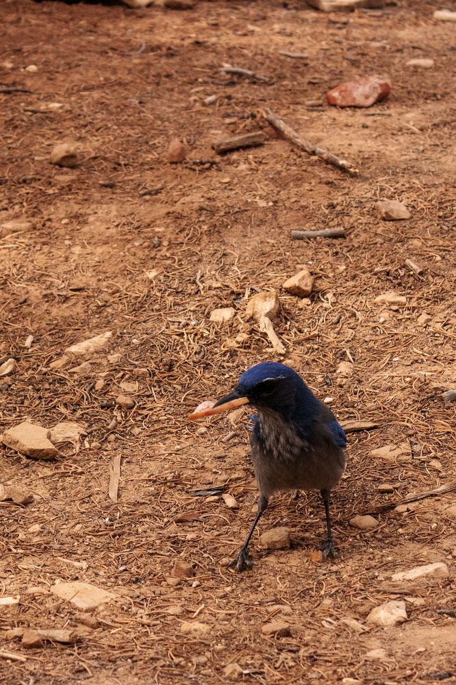 A blue jay at Mesa Verde National Park