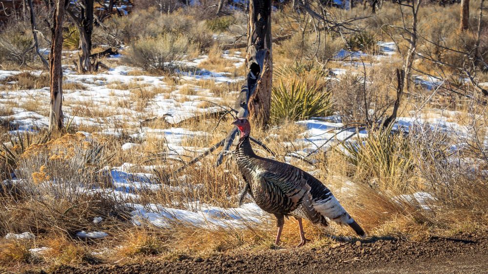 Wild turkey at Mesa Verde National Park