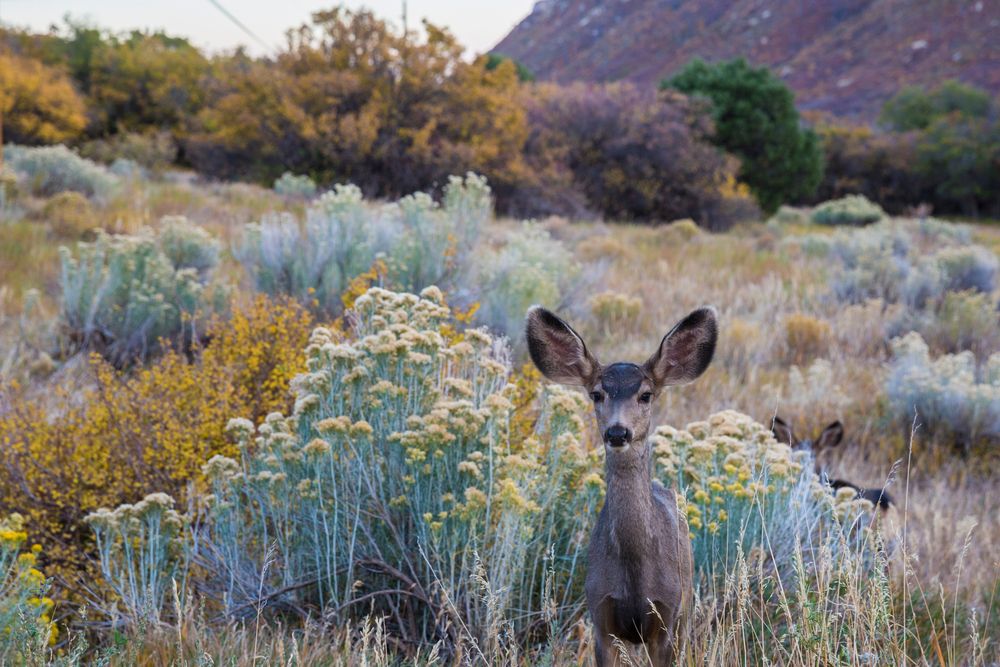 A wild deer at Mesa Verde