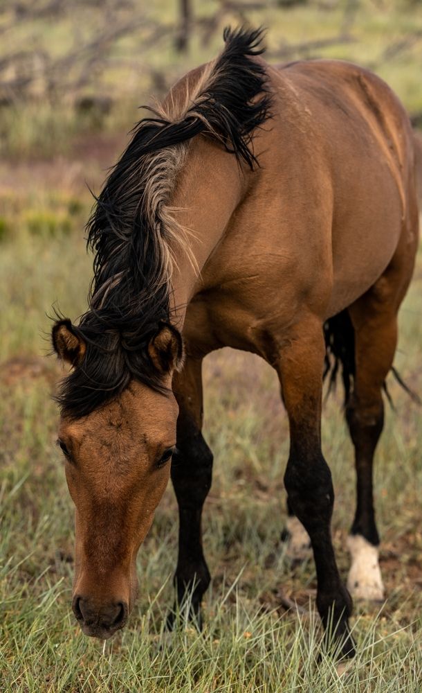 A horse at Mesa Verde