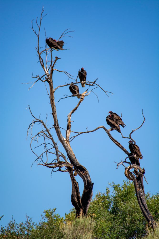 Vultures on a tree at Mesa Verde