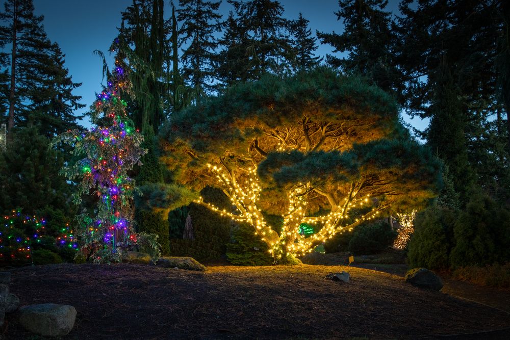 Tree decorated with lights at Evergreen Arboretum and Gardens