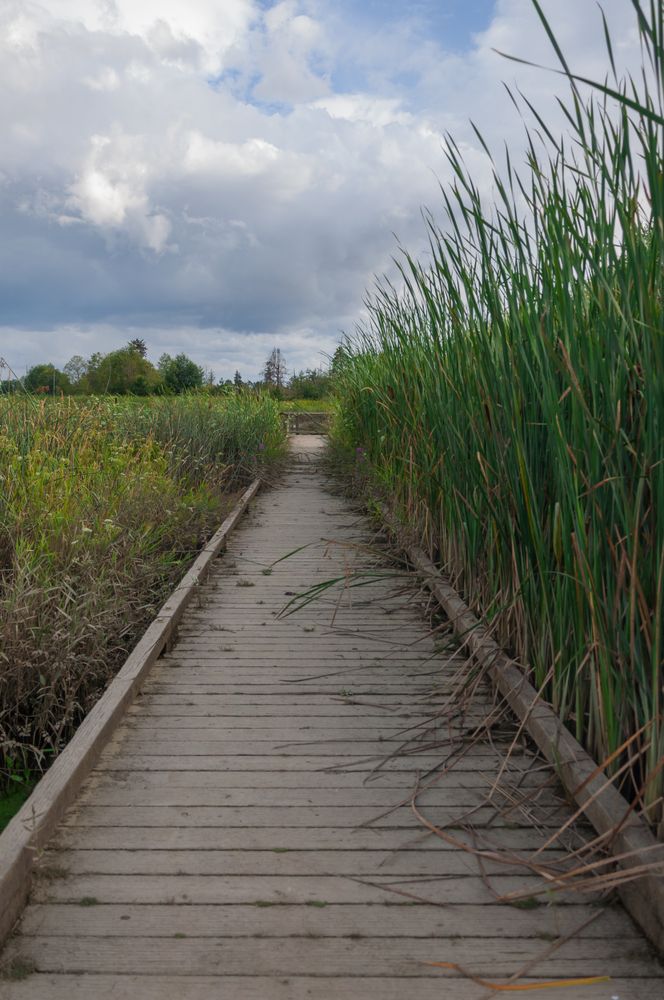 Boardwalk trail at Spencer Island