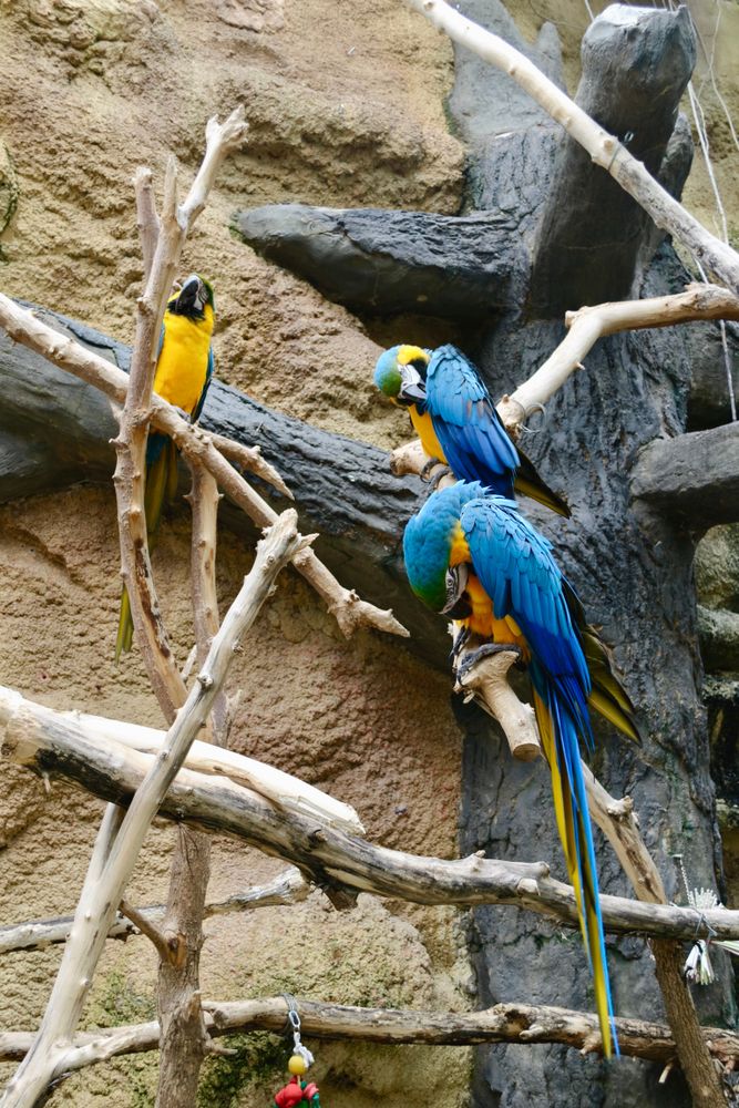 Macaw at Henry Vilas Zoo