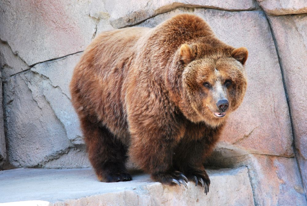 A bear at Henry Vilas Zoo