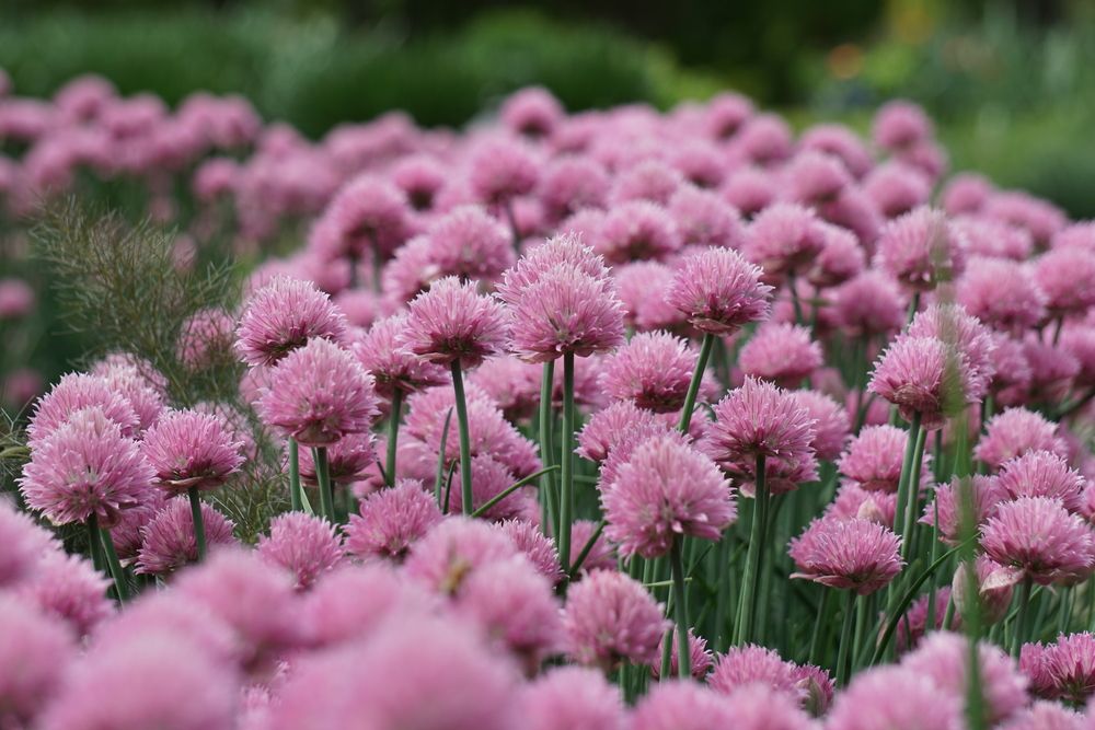 Beautiful flowers at Olbrich Botanical Gardens