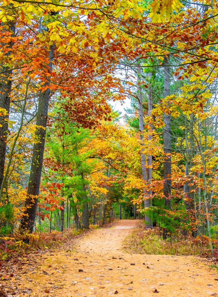 Trail with foliage at Point Beach State Forest
