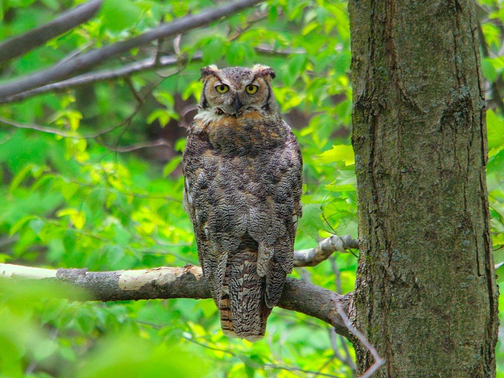 An owl perched on a tree at Schlitz Audubon Nature Center