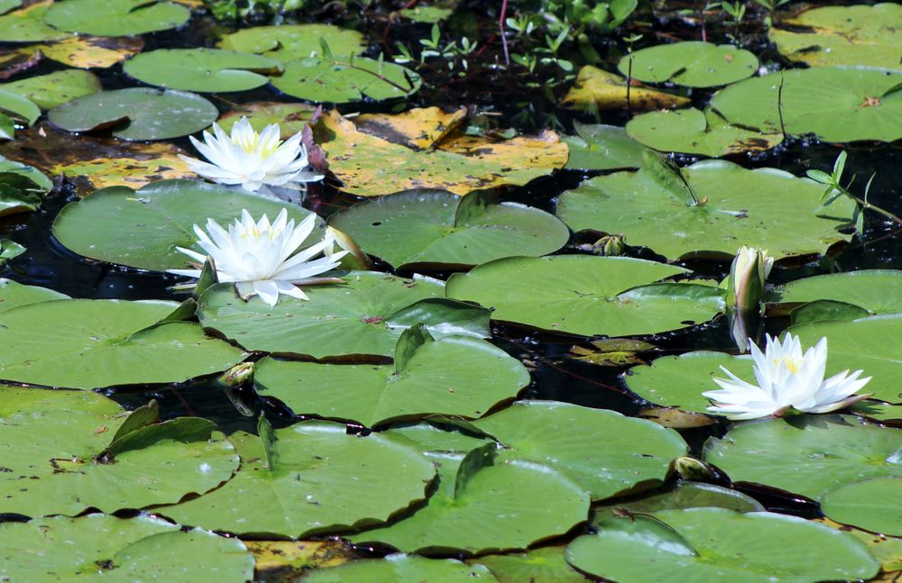Lily pond at Brick Pond Park