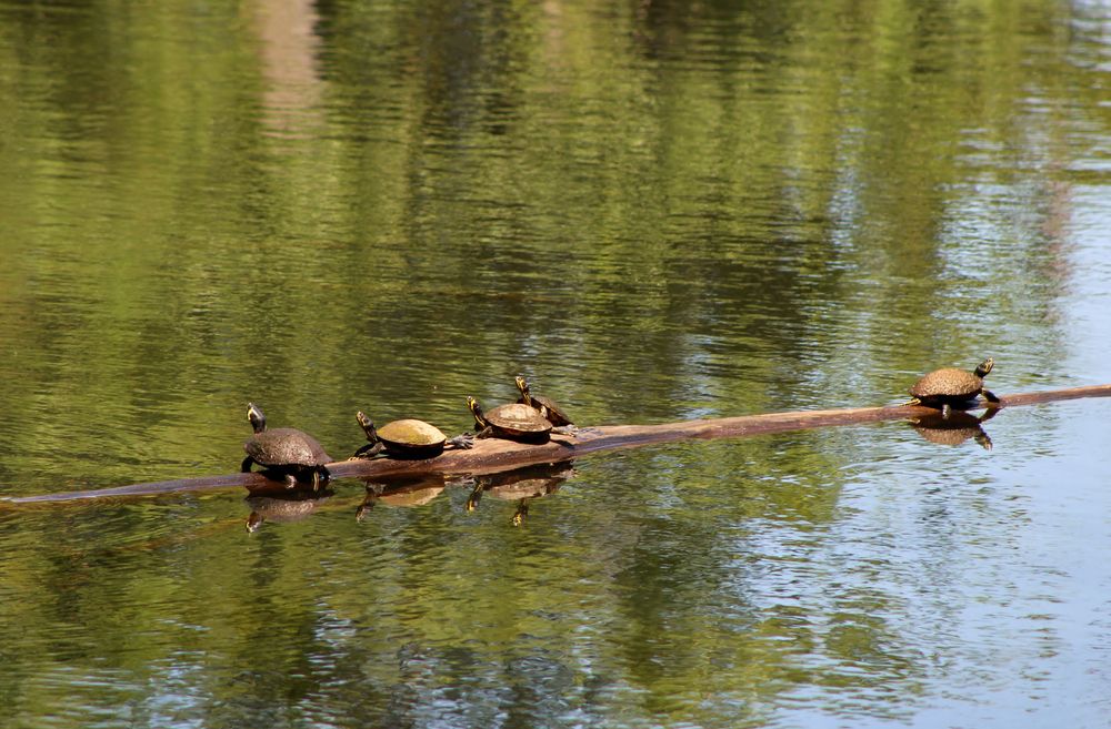 Turtles at Brick Pond Park