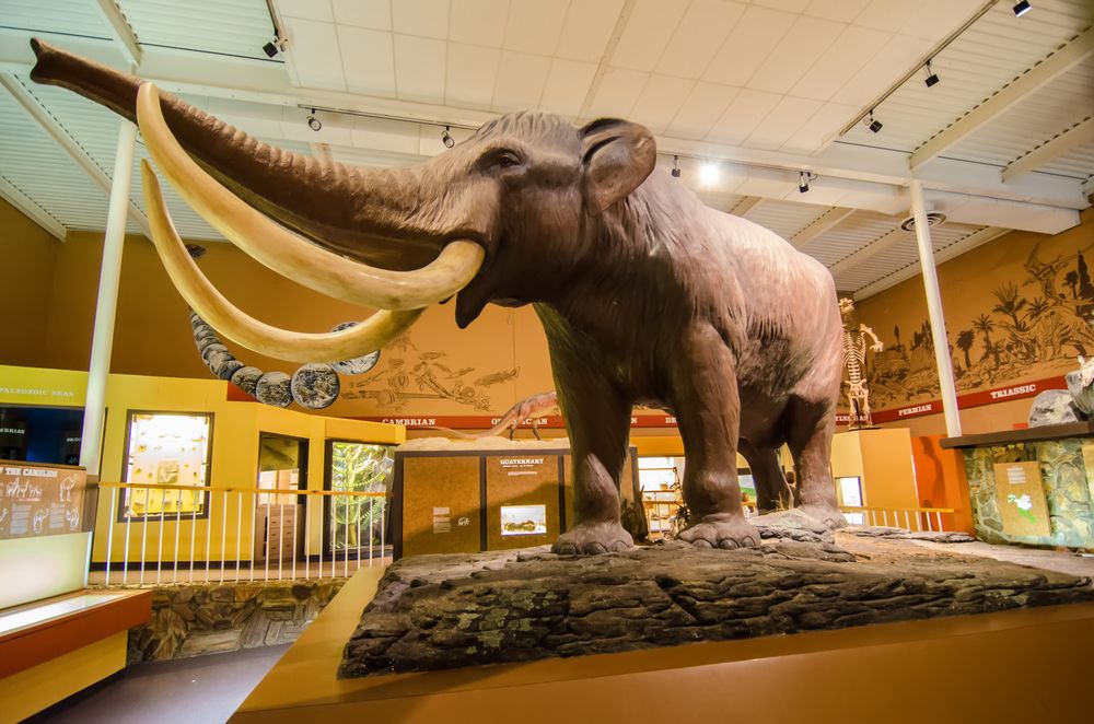 Inside View of Schiele Museum of Natural History