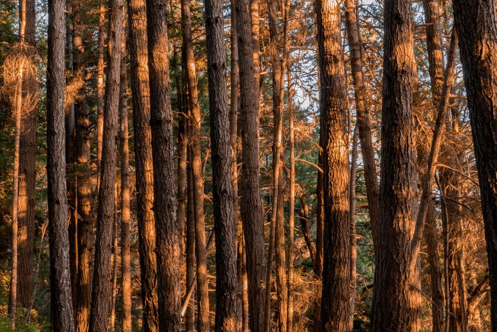 Thick forest trees at Portola Redwoods State Park