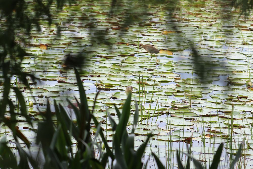Lily pads on Lake Howard