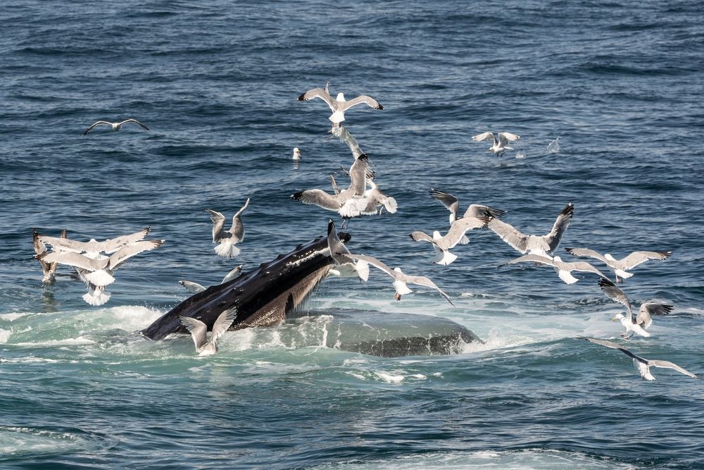 A whale at Cape Cod Bay