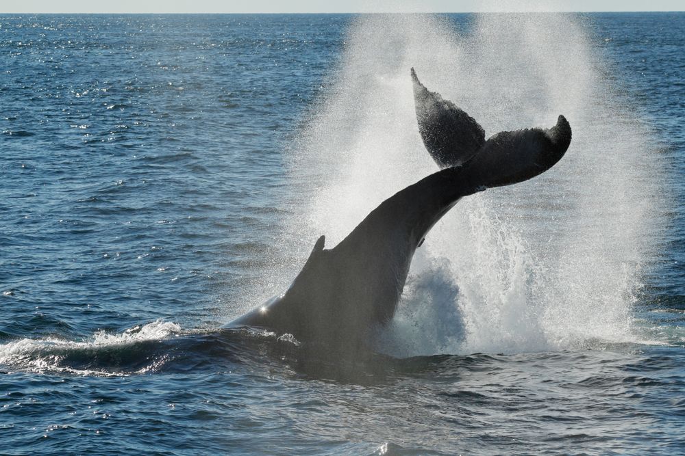 Whale tail at Cape Cod Bay
