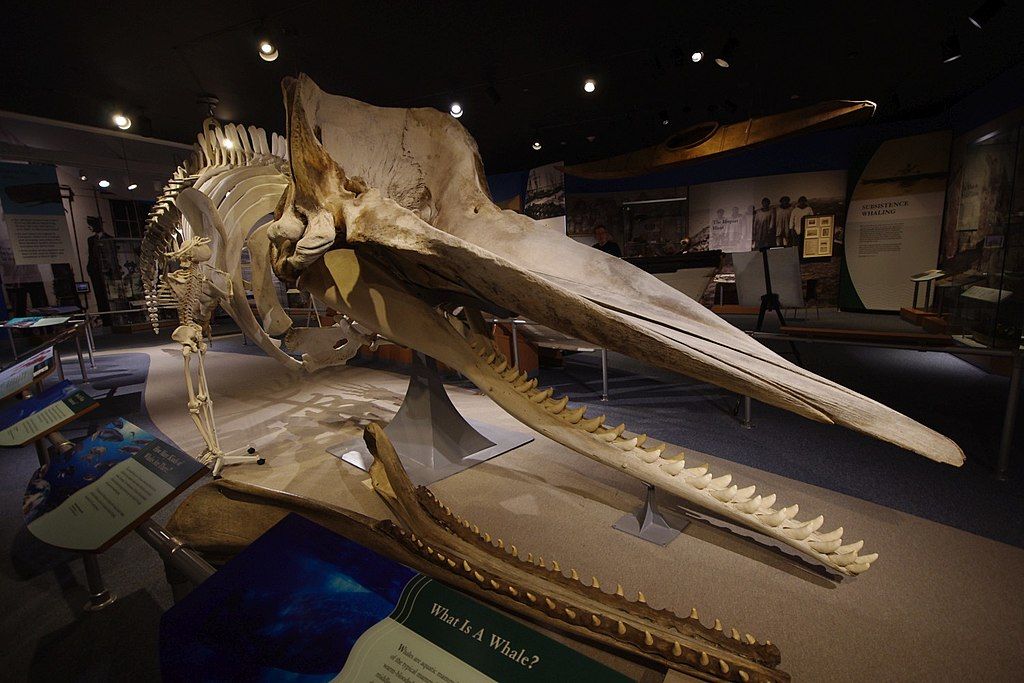 Whale skeleton in New Bedford Whaling Museum