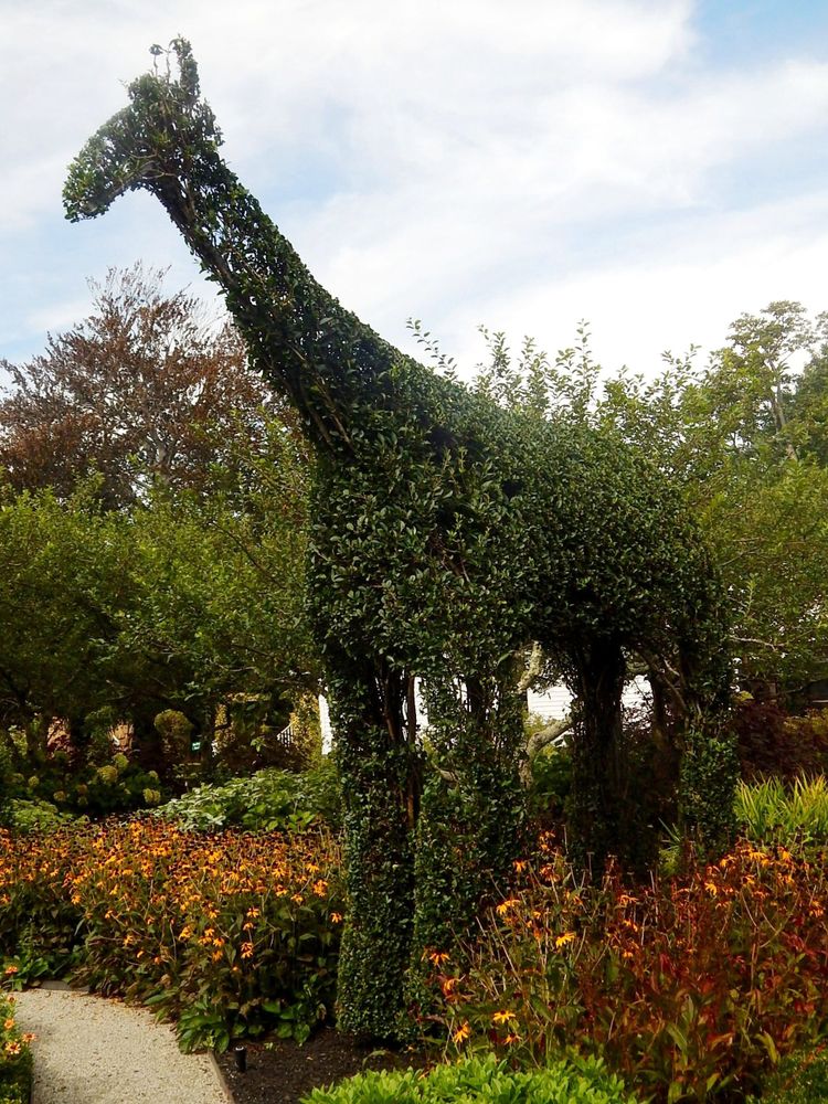 Giraffe-shaped shrub at Green Animals Topiary Garden