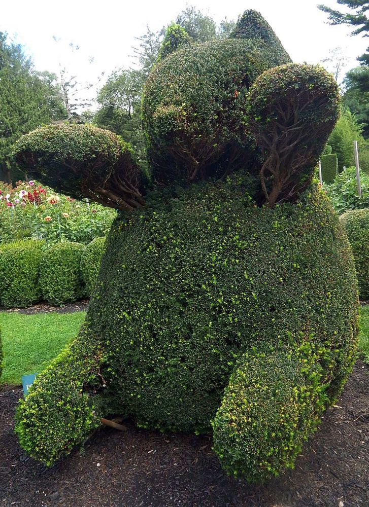 Teddybear-shaped shrub at Green Animals Topiary Garden