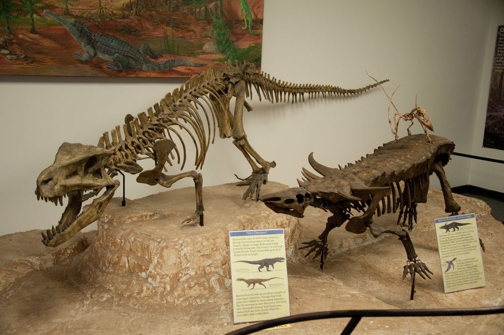 Exhibit in Rainbow Forest Museum