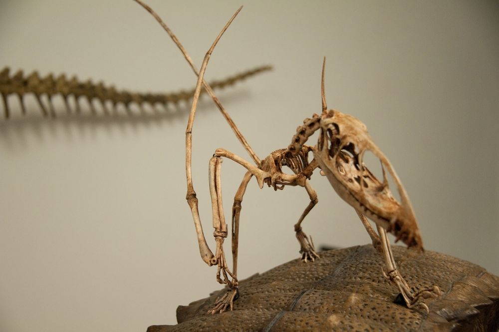Fossil in Rainbow Forest Museum