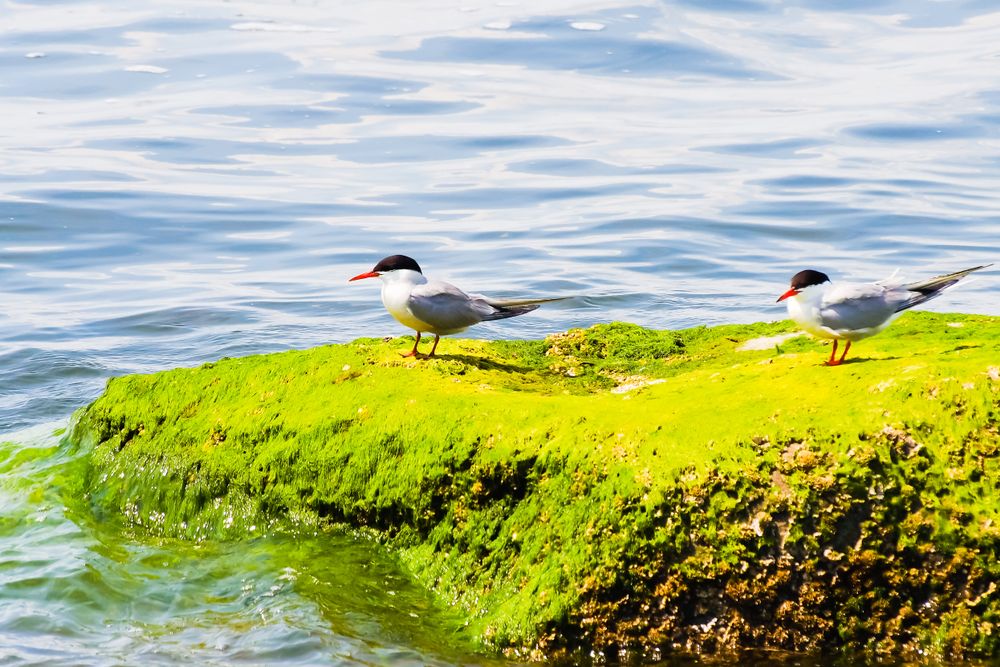Birds at Sachuest Point National Wildlife Refuge