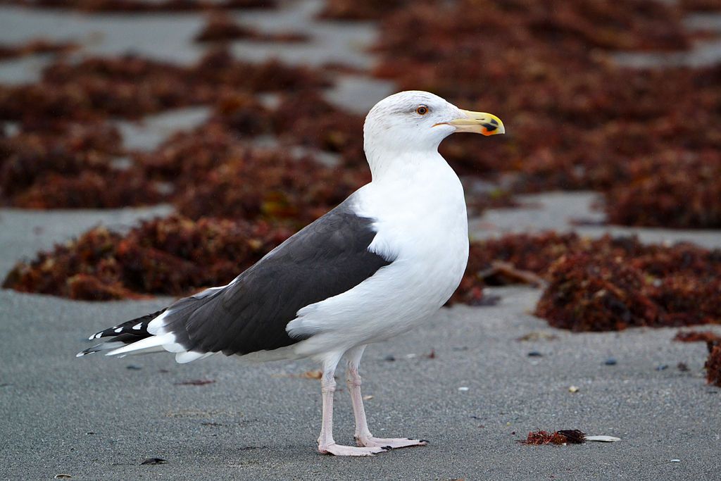 A bird at Sachuest Point National Wildlife Refuge