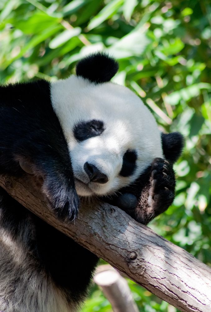 A panda at San Diego Zoo