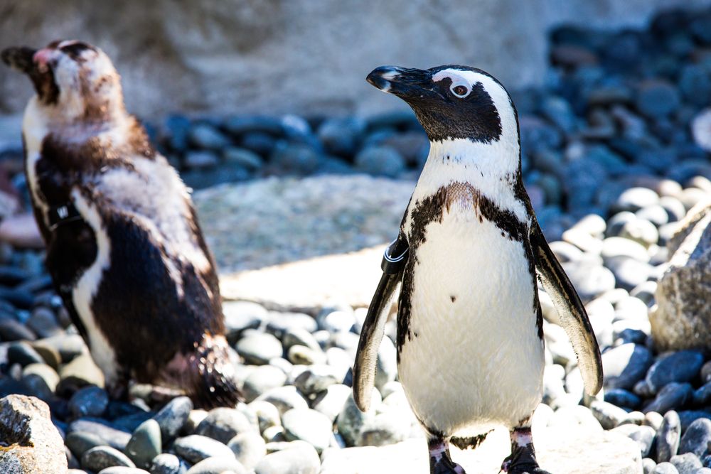Penguins at San Diego Zoo