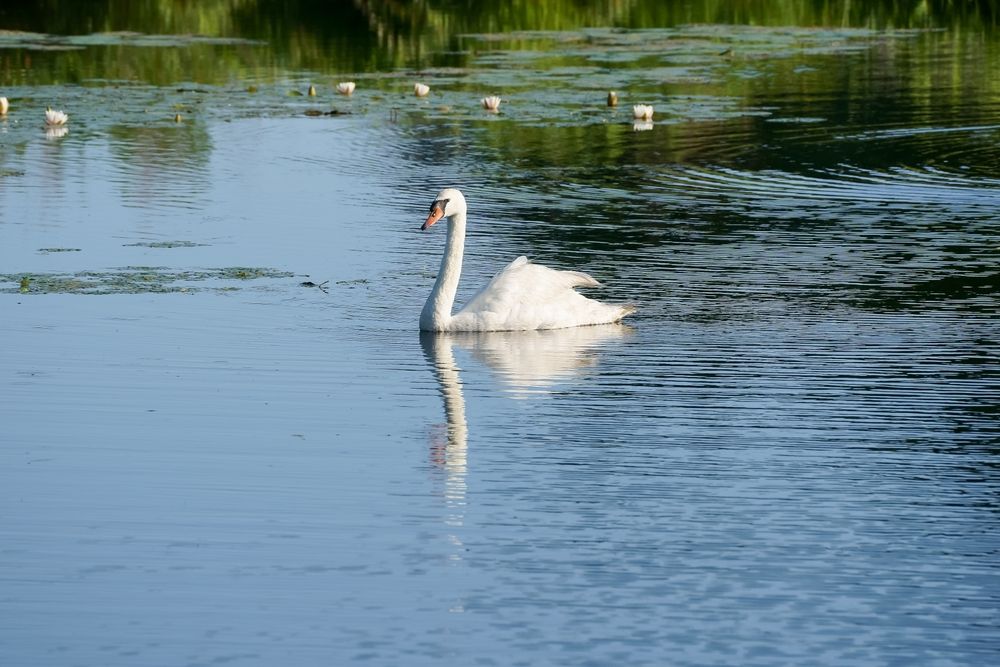 A swan at Stony Brook Wildlife Sanctuary