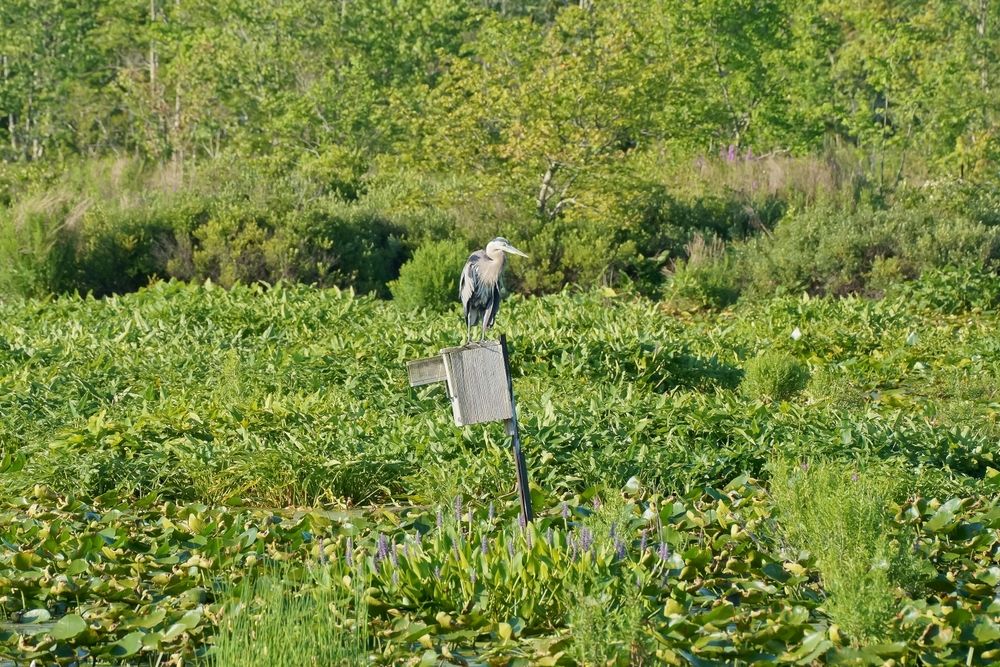 A great heron at Stony Brook Wildlife Sanctuary