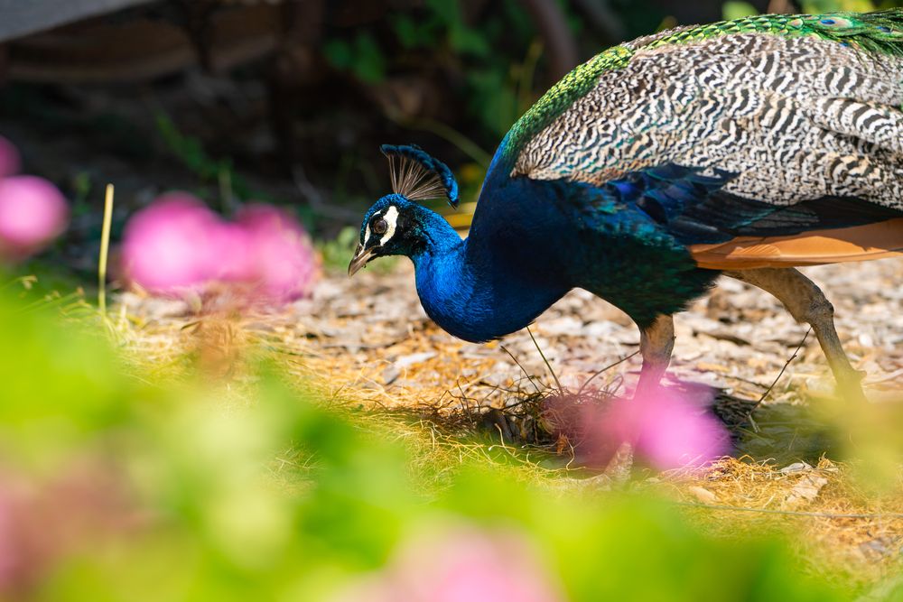 A beautiful peacock at Ardenwood Historic Farm