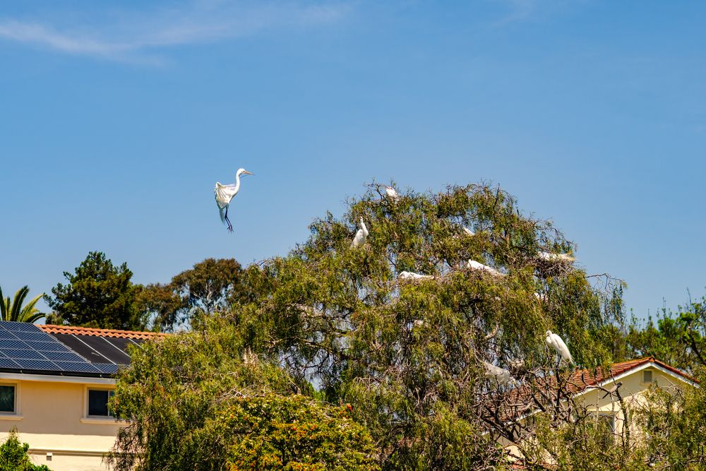 Herons perched on a tree at Lakeshore Park
