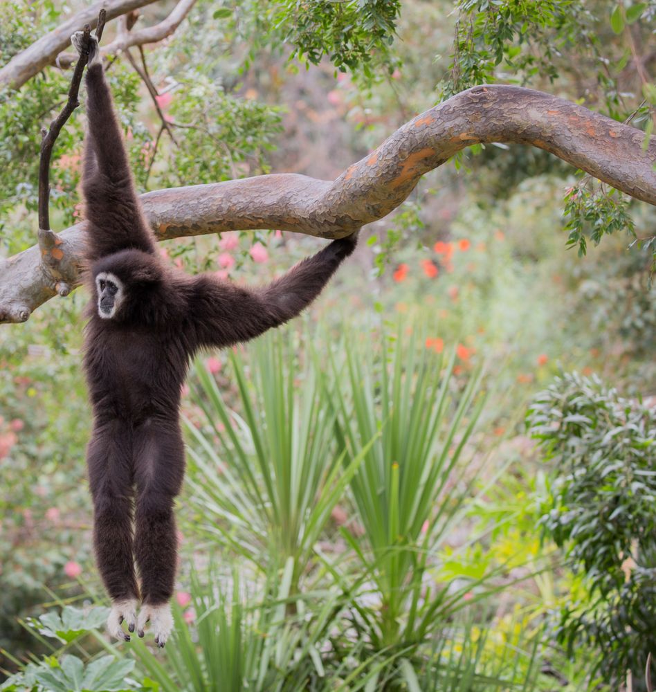 Gibbon at Oakland Zoo