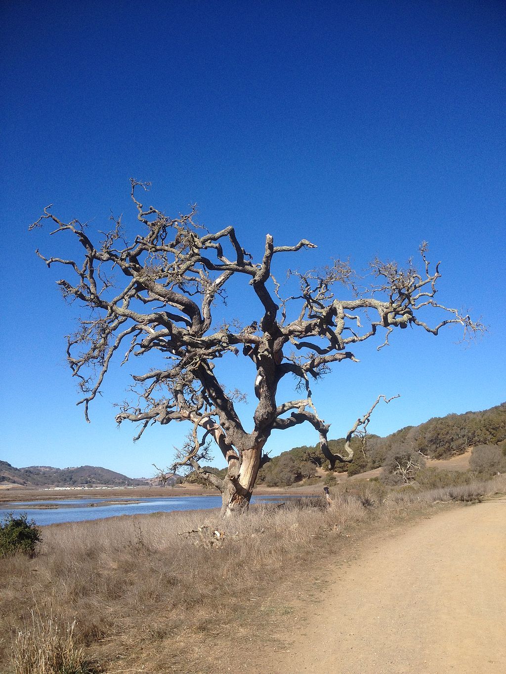 Dead tree at Rush Creek Preserve