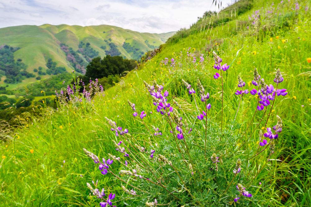 Wildflowers at Sunol Regional Wilderness