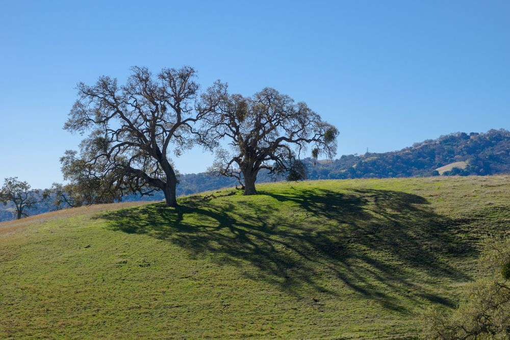 Oak trees at Sunol Regional Wilderness