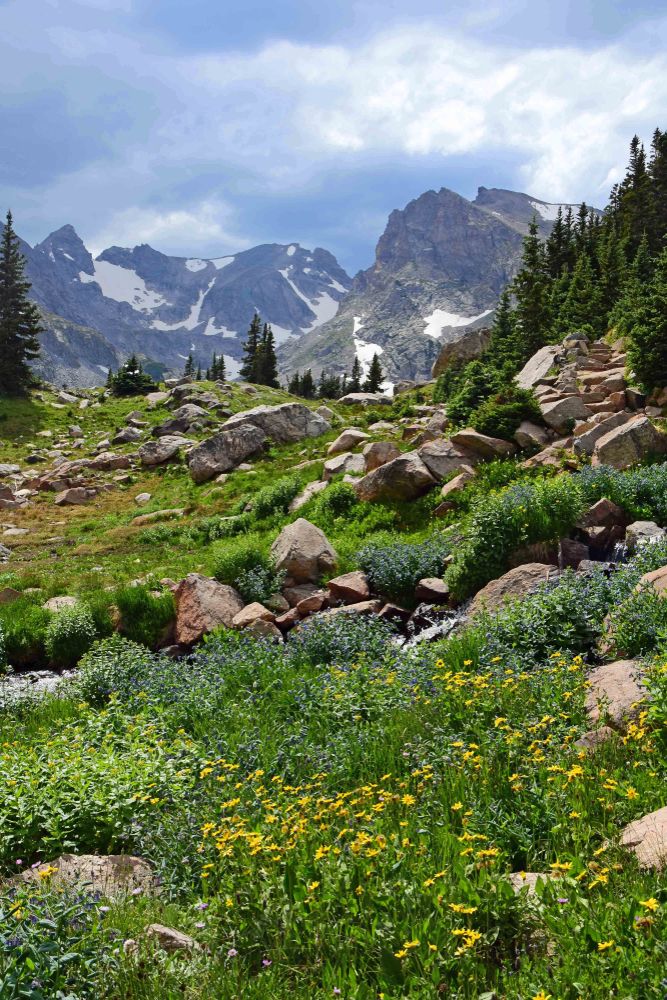 Wildflowers along Arapaho Glacier Trail