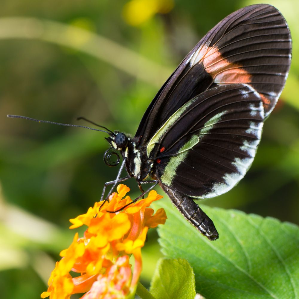 Butterfly on a flower at Butterfly Pavilion