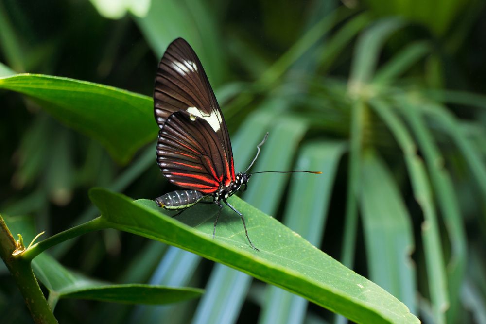 A pretty butterfly at Butterfly Pavilion