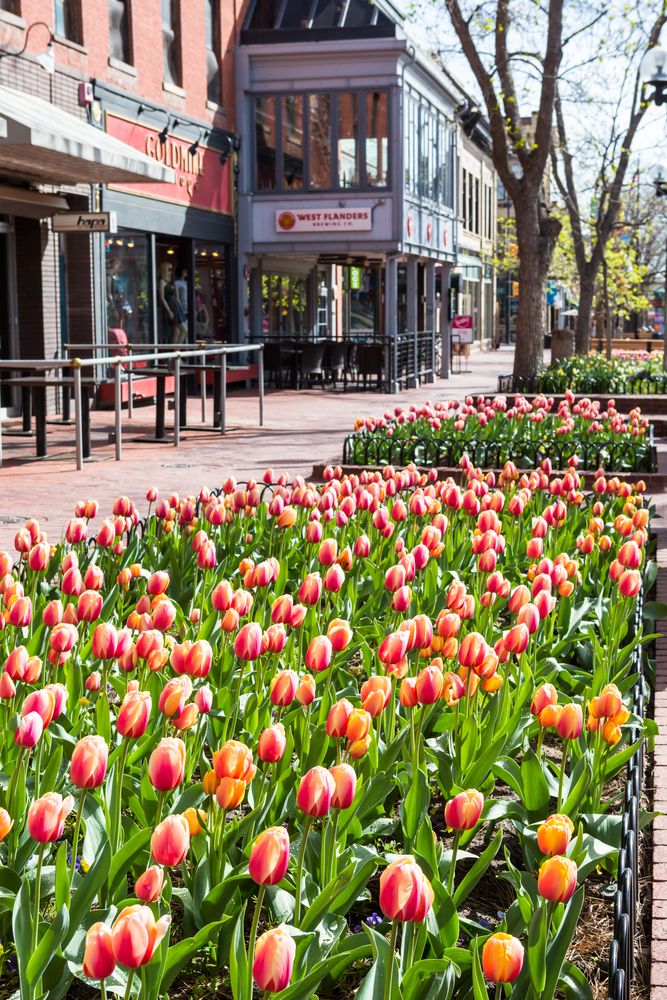 Beautiful tulip beds at Pearl Street Mall