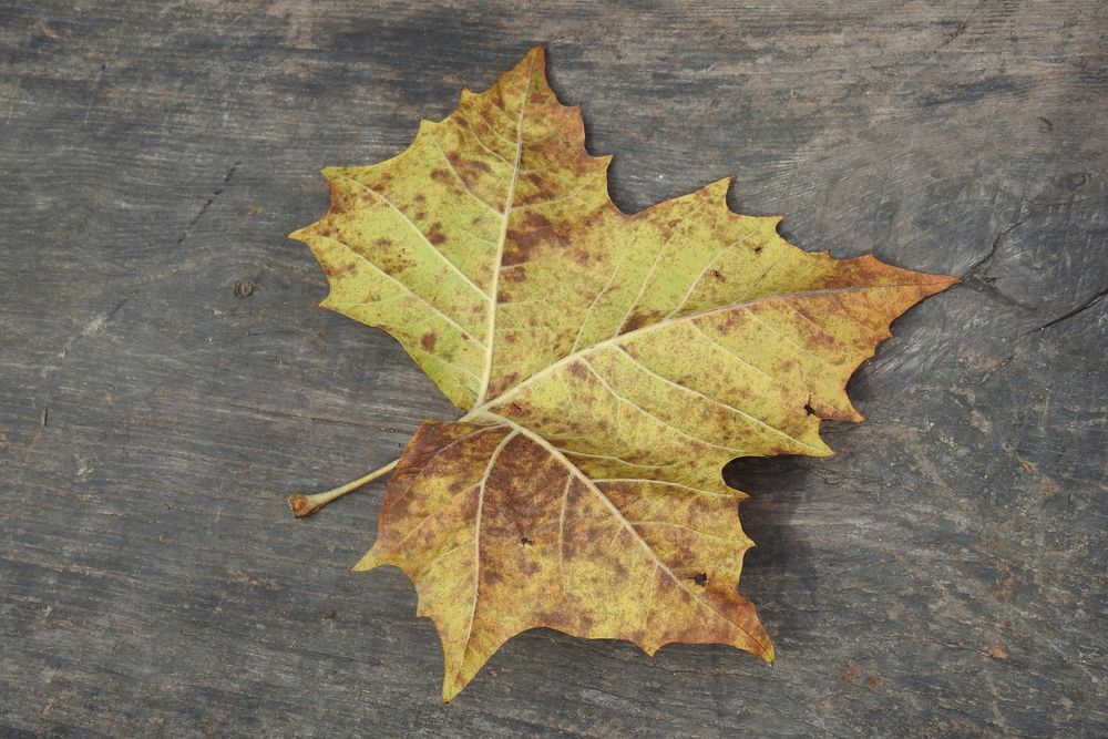 Maple tree leaf at White Clay Creek State Park