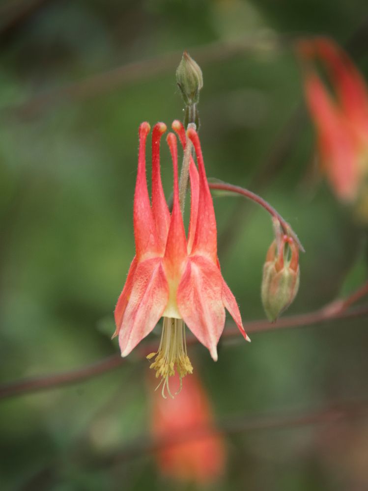 Columbine flower at Latham-Whitehurst Nature Park