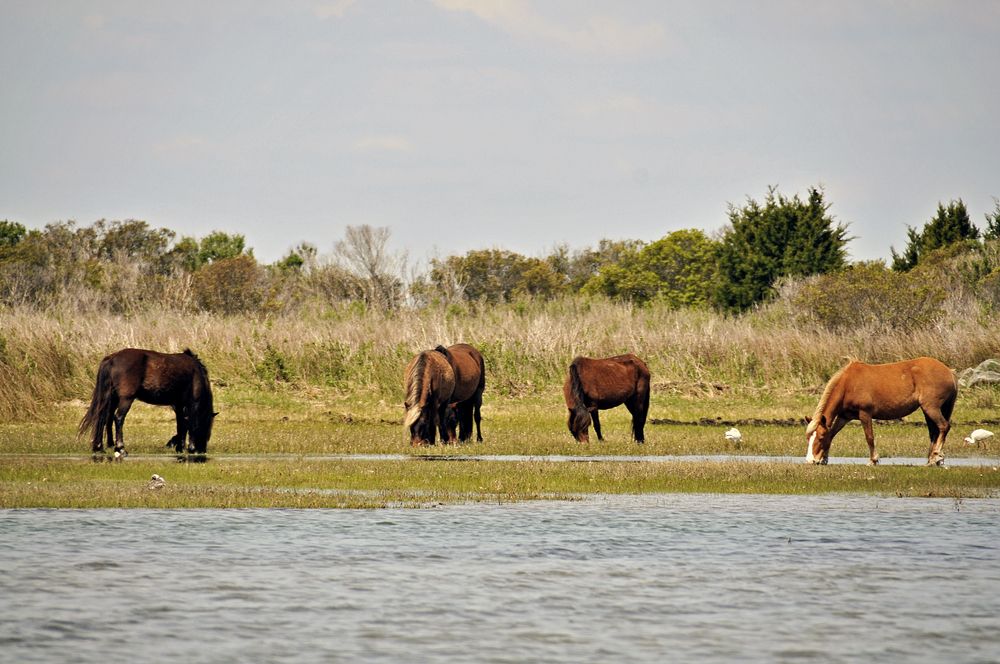 Four wild horses at Shackleford Banks