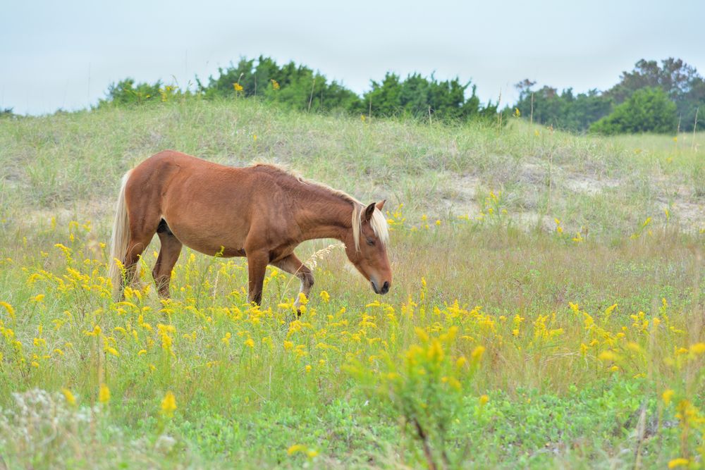 A pony walking on wildflowers at Shackleford Banks