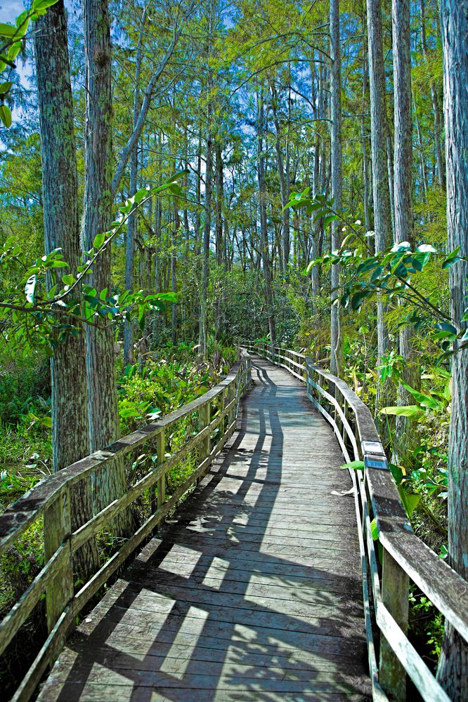 The long boardwalk of Audubon Corkscrew Swamp Sanctuary