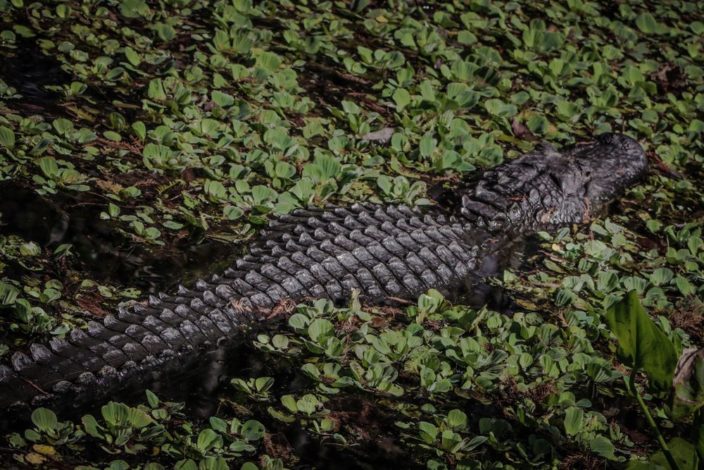 An alligator at Audubon Corkscrew Swamp Sanctuary