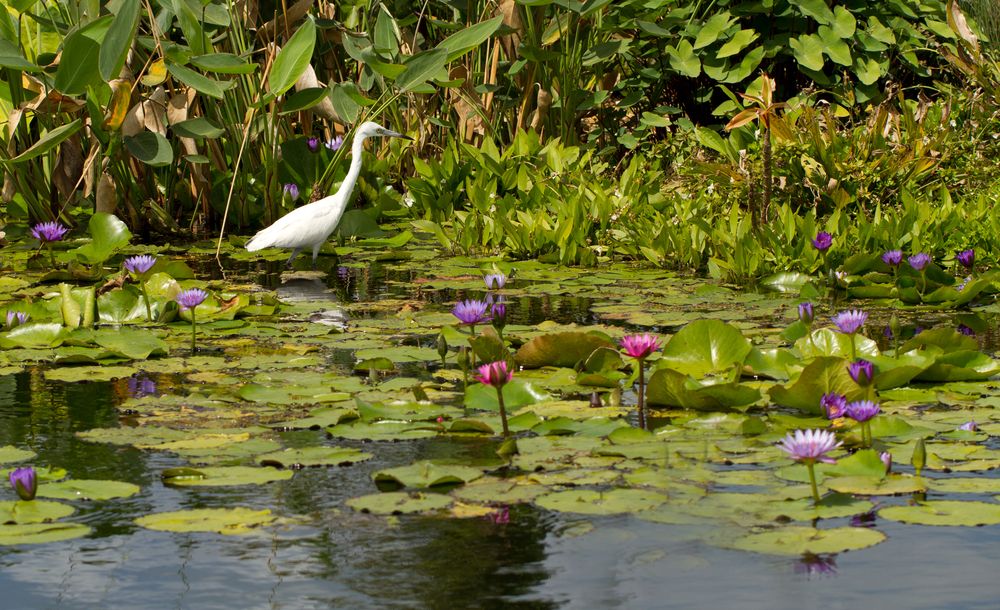 A snowy egret on Naples Botanical Garden's water lily pond