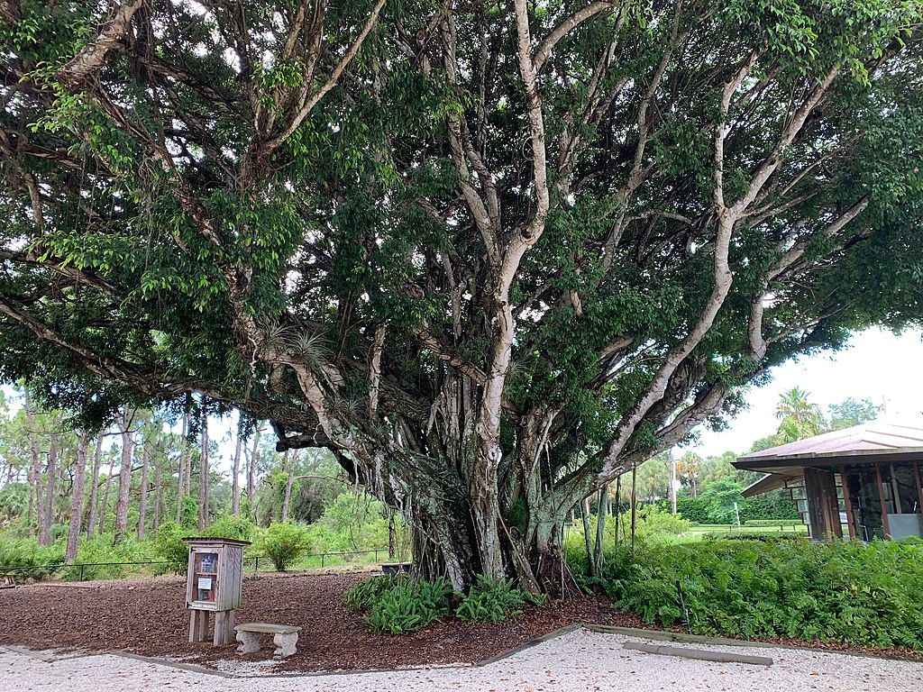 A banyan tree at Naples Preserve